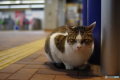 城ヶ島 猫と夕日と星 (4)