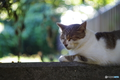 野良猫　HELIOS 44M 58mm F2