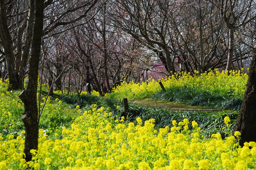 富山植物公園 菜の花