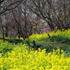 富山植物公園 菜の花