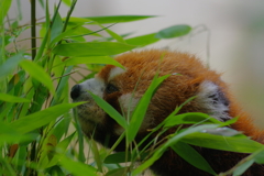 雨のいしかわ動物園 レッサーパンダ