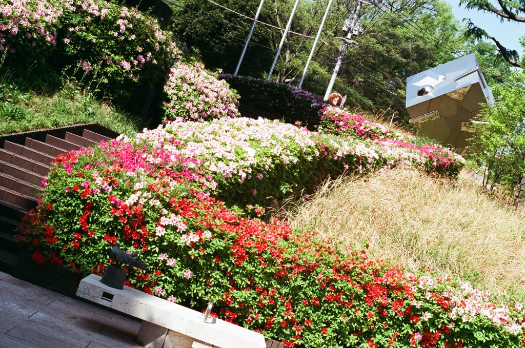 野毛山動物園近く(フィルム) つつじ