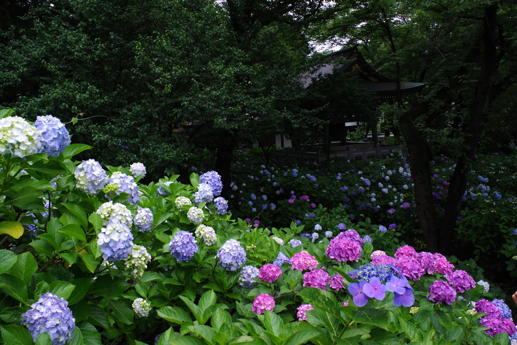 妙楽寺 色とりどりのアジサイ