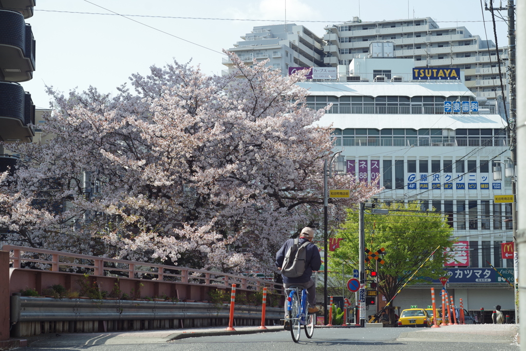 いつもの西洋館ぶらぶら 近所の立派な桜