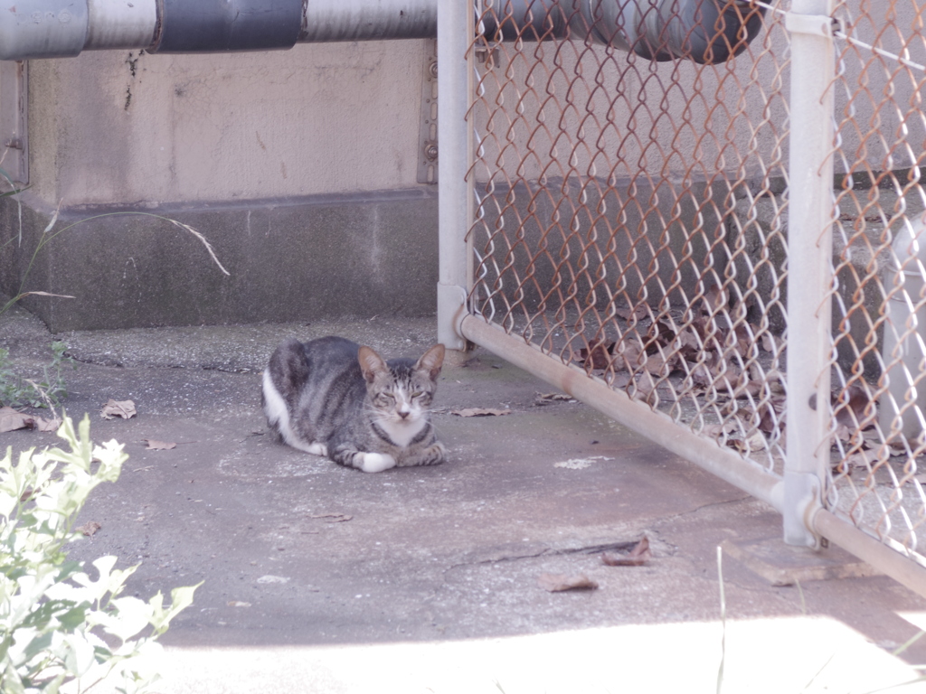 池島　野良猫たち