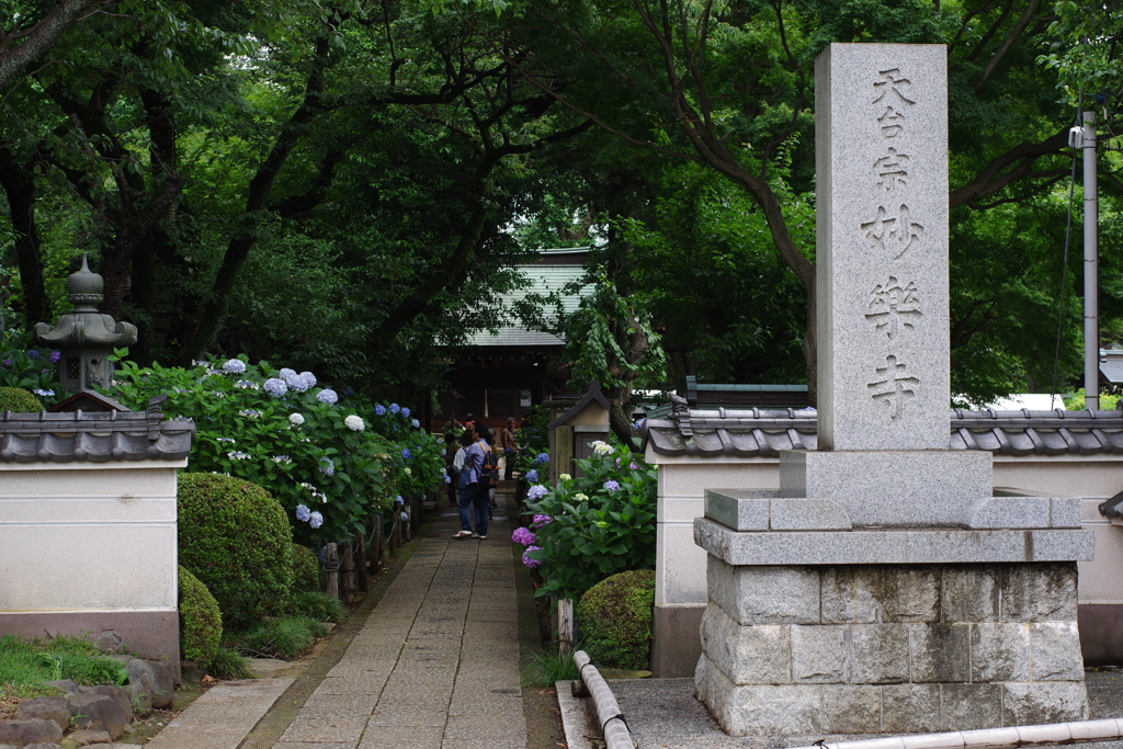 妙楽寺　立派なお寺でした