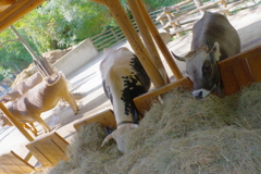 シェーンブルグ動物園　食べ放題の牛