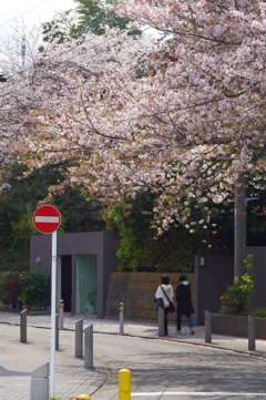 20200405 桜散歩 (25)