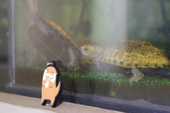 油壺マリンパーク カワウソさん