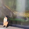 油壺マリンパーク カワウソさん