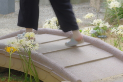 香林寺 彼岸花と橋