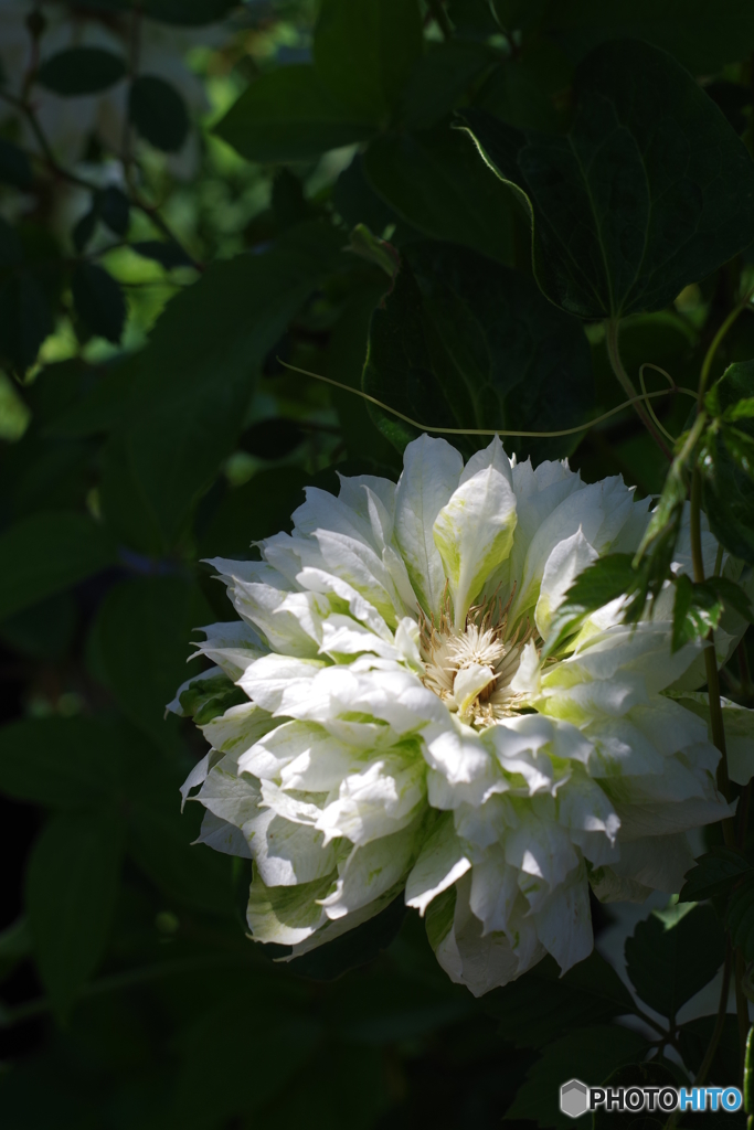 イングリッシュガーデン petri 50mm f1.7 白と薄い緑の薔薇