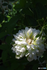 イングリッシュガーデン petri 50mm f1.7 白と薄い緑の薔薇