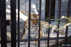 野毛山動物園 ボッ～としているメイメイ