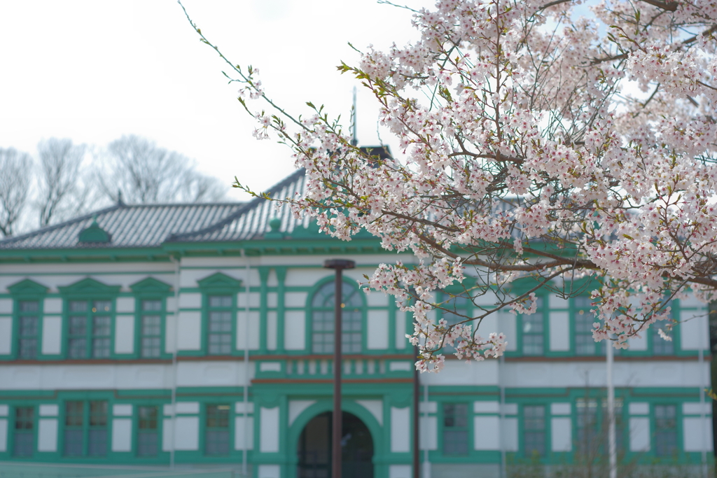 2020年兼六園 桜 ペトリ 50mmf1.7