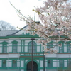 2020年兼六園 桜 ペトリ 50mmf1.7