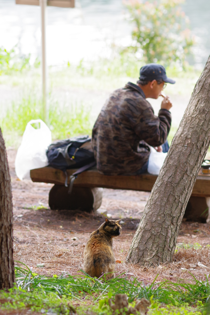 久しぶりに野良猫撮り 餌を待つ猫