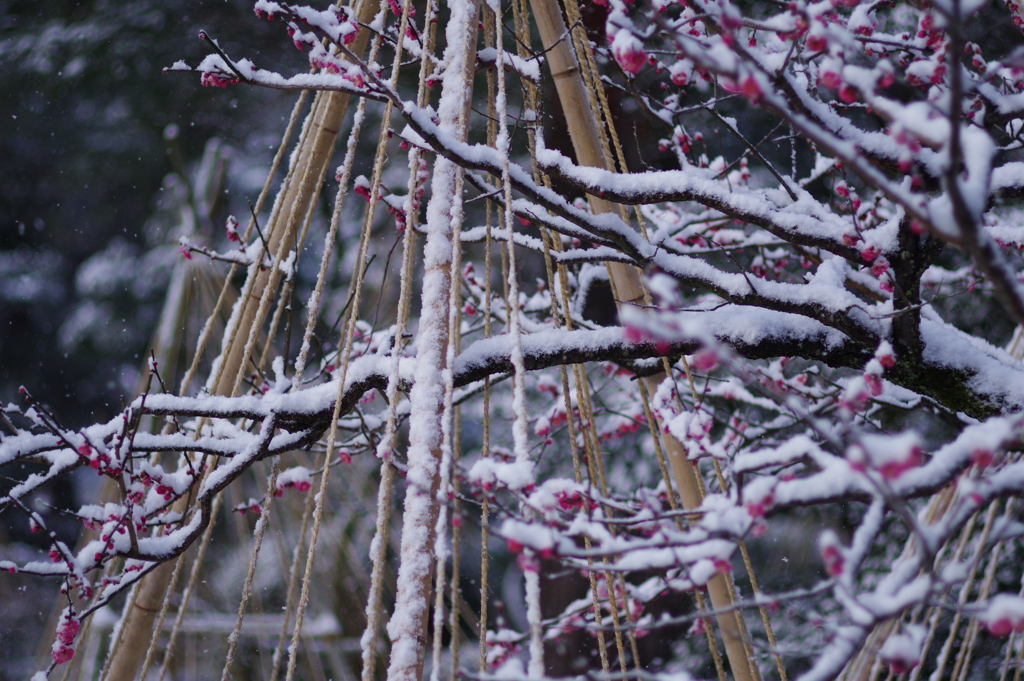 雪の兼六園 梅と雪と (4)