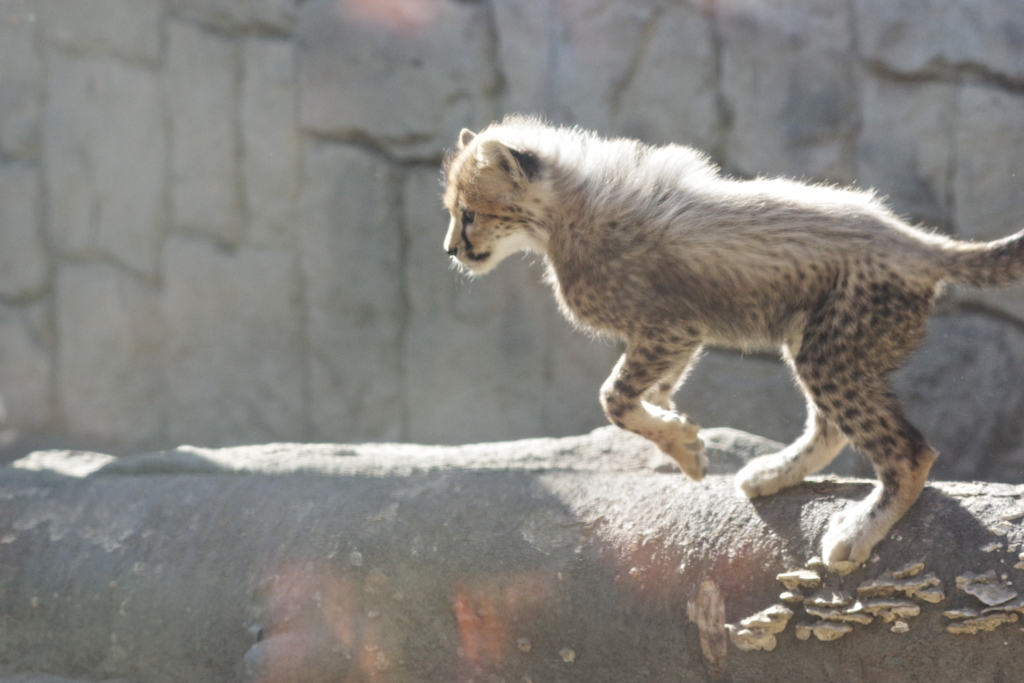 多摩動物公園 チーターの子供　ダッシュ