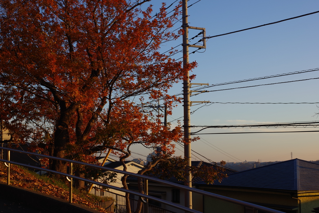家から2分のなかなかいい紅葉