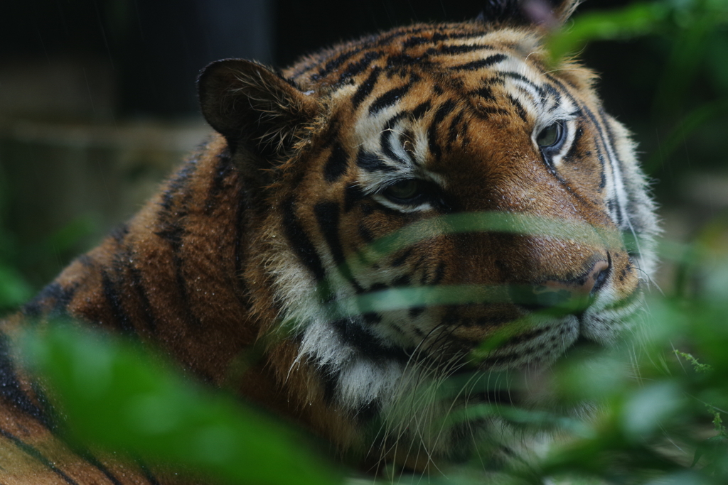 雨のいしかわ動物園 トラのこの顔が好きです。