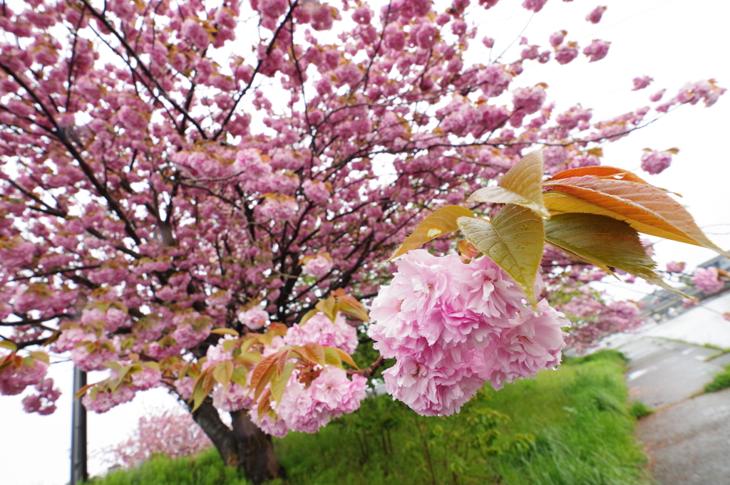 能登半島ドライブ 輪島 桜