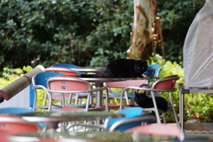 春の嵐の後のズーラシア 2匹の黒猫