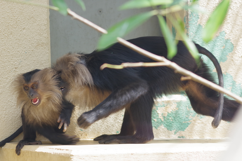 東部動物公園　戯れるシシオザル達