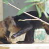 東部動物公園　戯れるシシオザル達