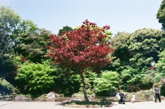 公園 赤い葉っぱ (フィルム)