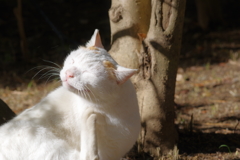 今日のノラ猫さん 42 気持ち良さそうです