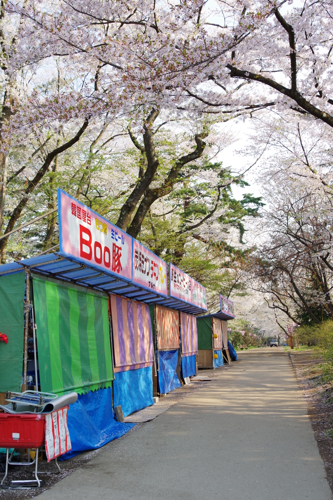 弘前さくら祭り どこでもさくらがいっぱいでした