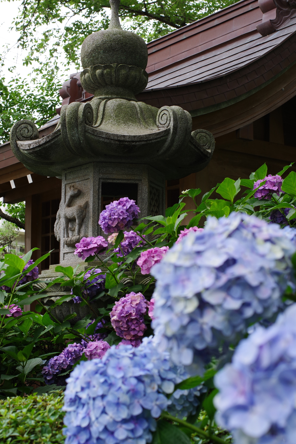 妙楽寺 紫陽花寺