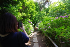 紫陽花 隠れた名所　個人のお宅