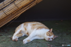 野良猫　HELIOS 44M 58mm F2