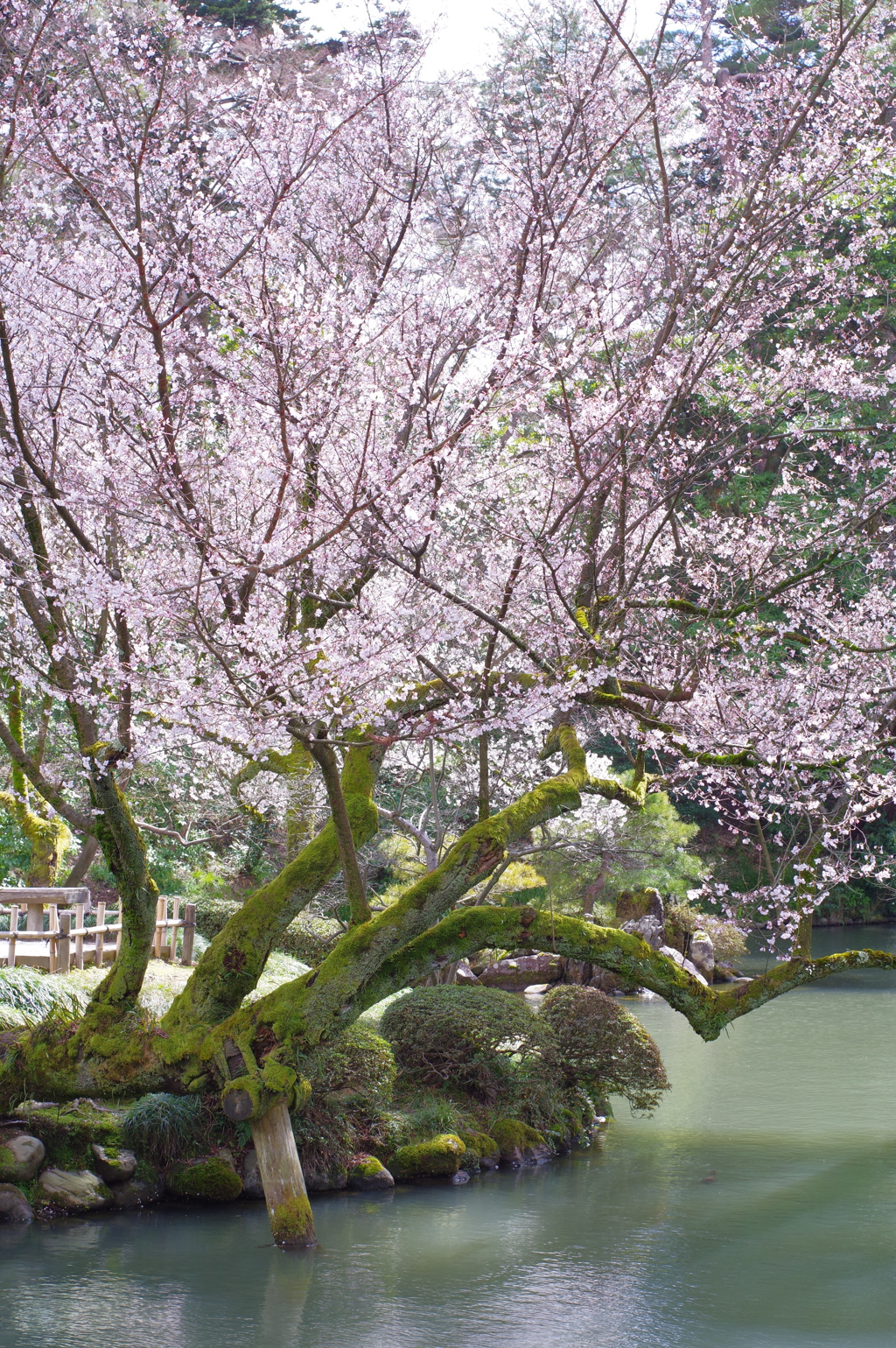 金沢 兼六園 さくらとコケ