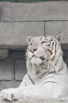 東武動物公園 ちょっと起きたホワイトタイガー