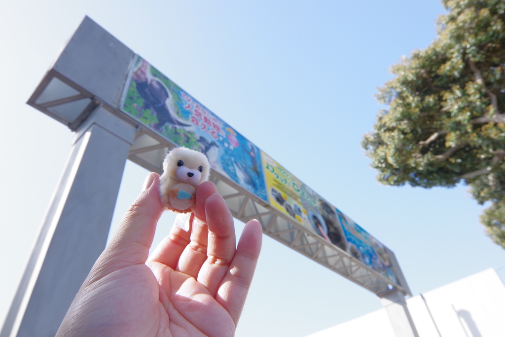 油壺マリンパーク カワウソさん