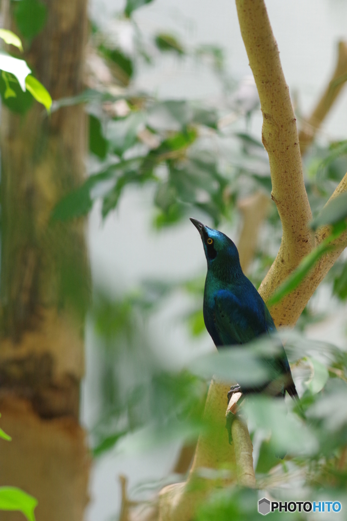 Ueno zoo (7)