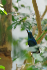 Ueno zoo (7)