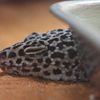 眠っているヒョウモントカゲモドキ