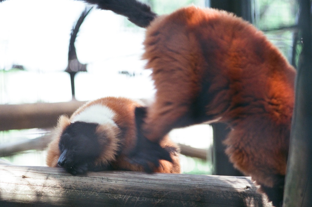 野毛山動物園(フィルム) アカエリマキキツネザル越え