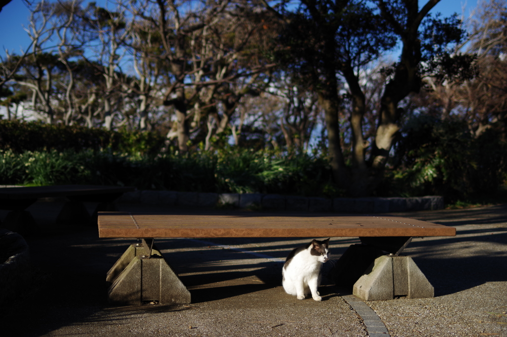 20181229 城ヶ島 ねこ