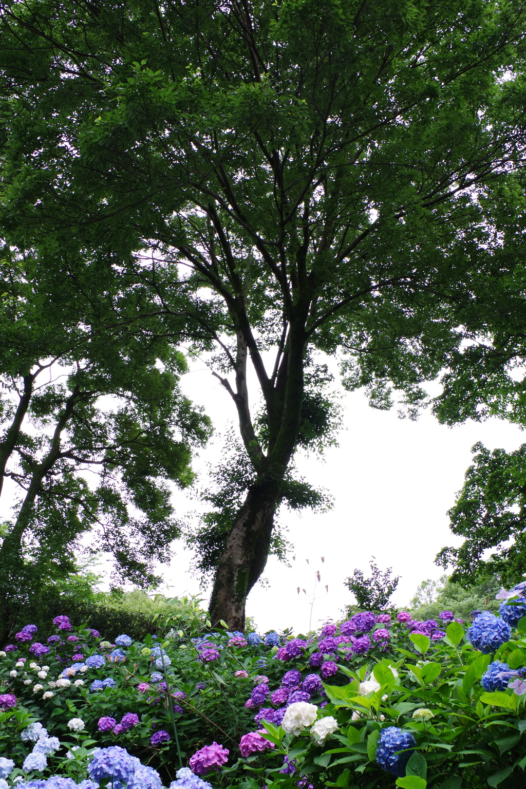 妙楽寺 紫陽花のお寺