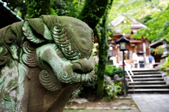 高幡不動尊 狛犬さん