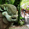 高幡不動尊 狛犬さん