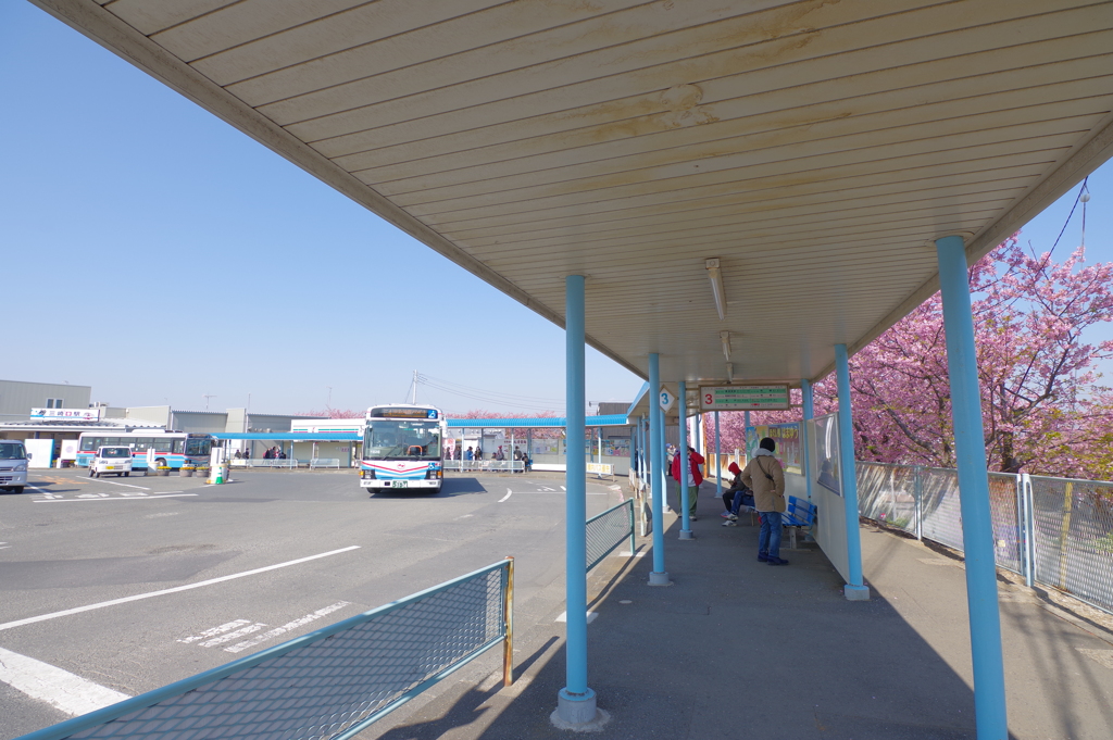DA 11-18mm f2.8 試し撮り 三崎口駅にも河津桜　ここから城ヶ島へ