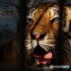 野毛山動物園 太陽にほえるメイメイ