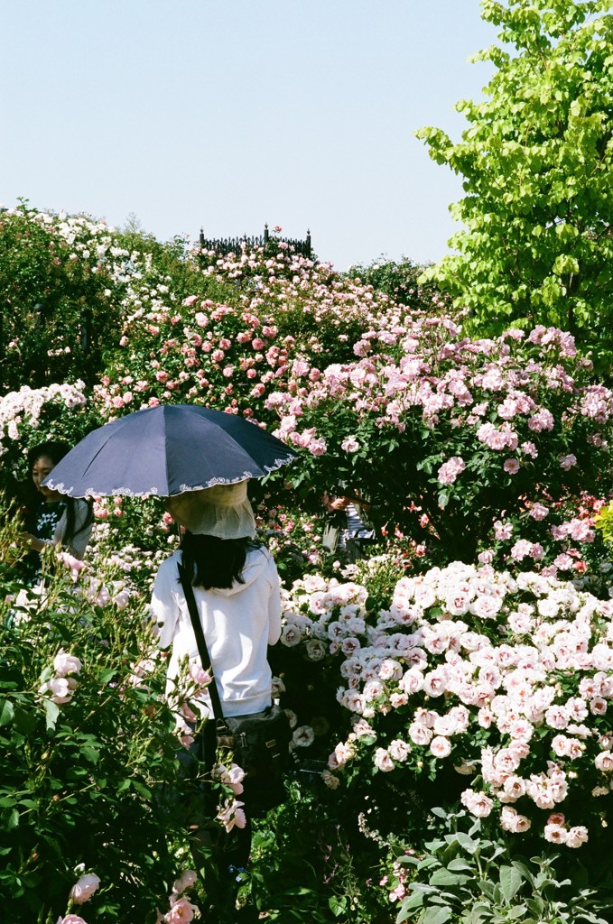 フィルム　イングリッシュガーデン