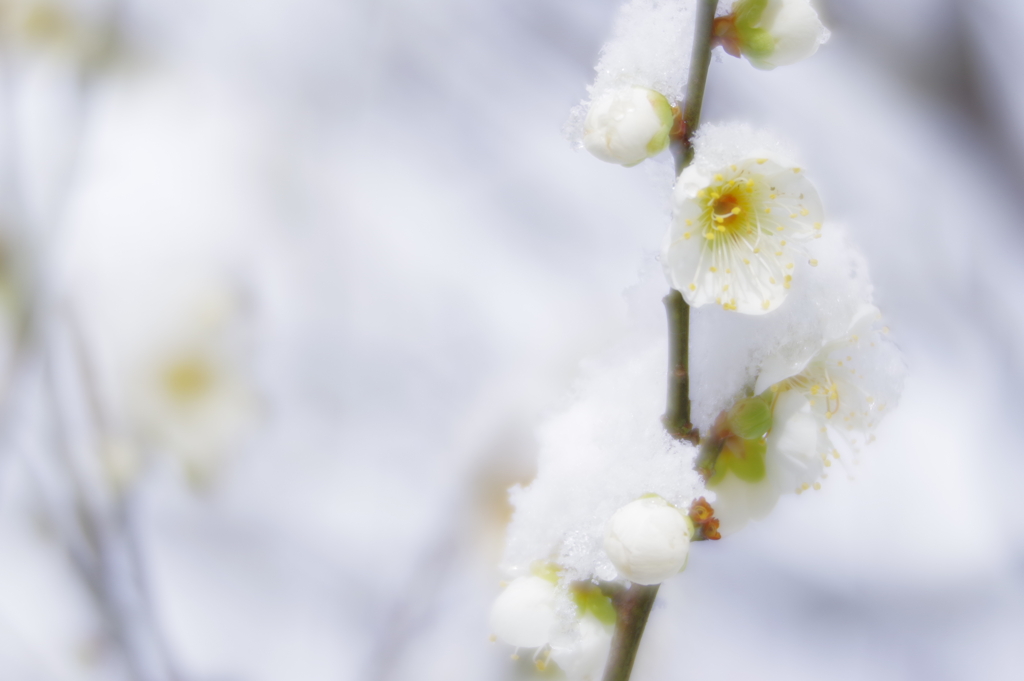 雪の兼六園 ソフトフォーカスレンズで散歩 (1)